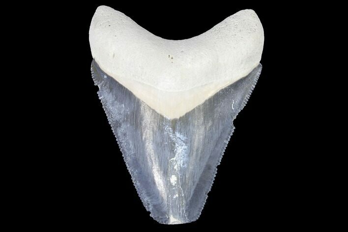 Serrated, Bone Valley Megalodon Tooth - Florida #99863